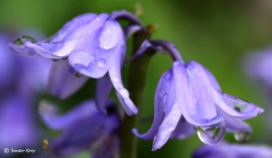 Spring Blue Bells after a rain
