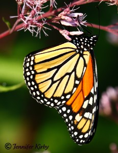 Monarch Butterfly on Joe Pye weed