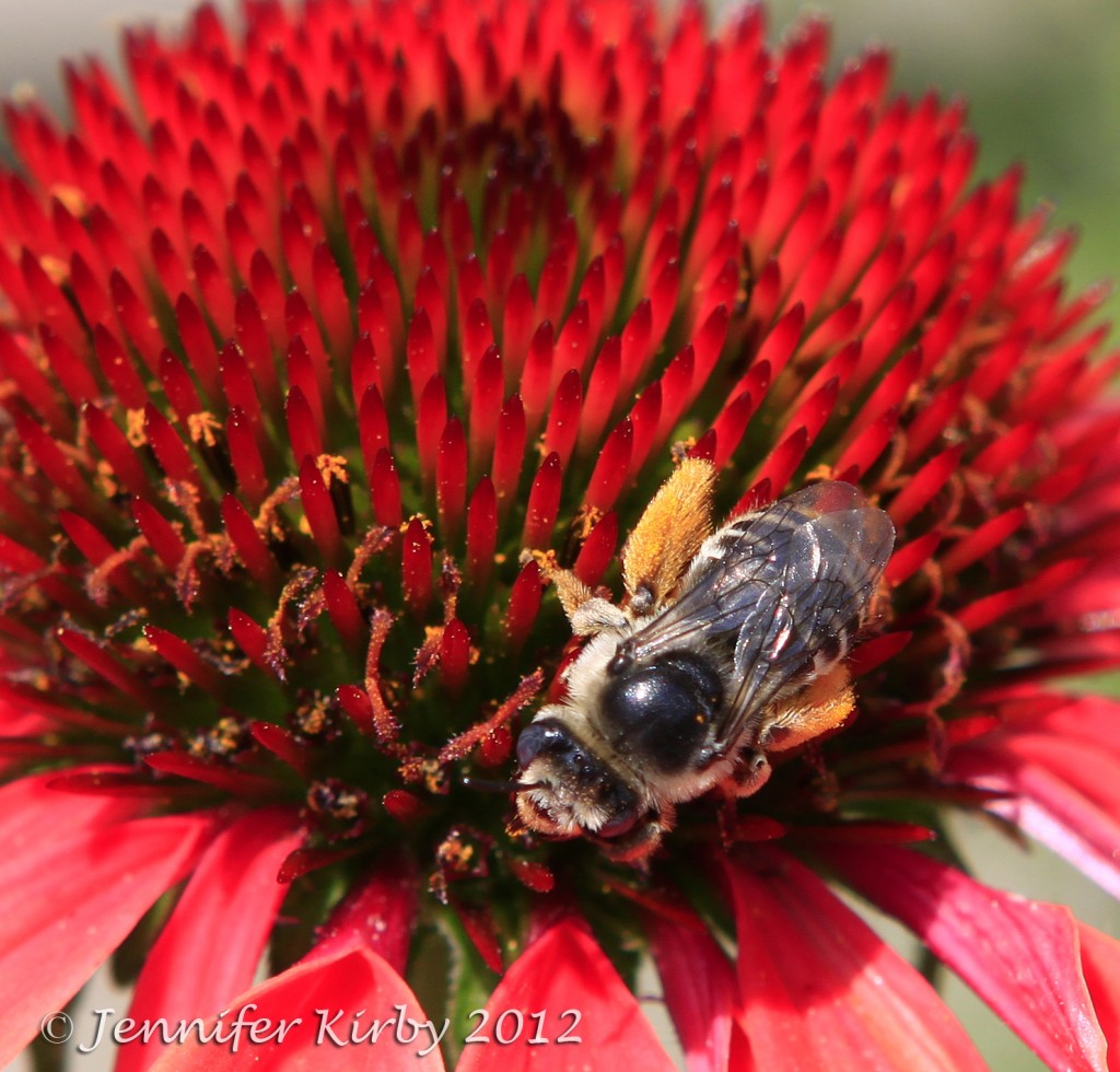 Minnesota Coneflower and Busy Bee